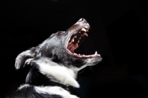animal-dog-pet-dangerous-medium