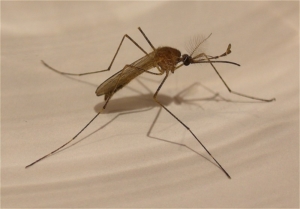 mosquito-1