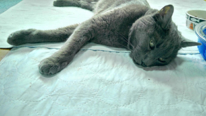 32867068446_9db1507081