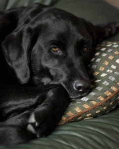 dog-labrador-retriever-black-lab-labrador-retriever-1