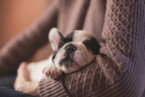puppy-pet-sleep