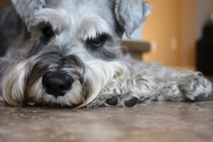 schnauzer-dog-canine-domestic-portrait-close-up