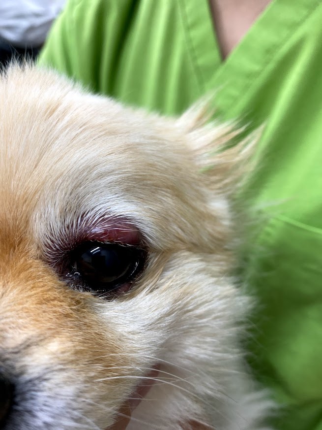 【免疫介在性眼瞼炎】犬のものもらい？きづいたら目の周りがただれてしまった！ 【動物病院 セカンドセレクト】大泉学園・大泉町・石神井町の動物病院